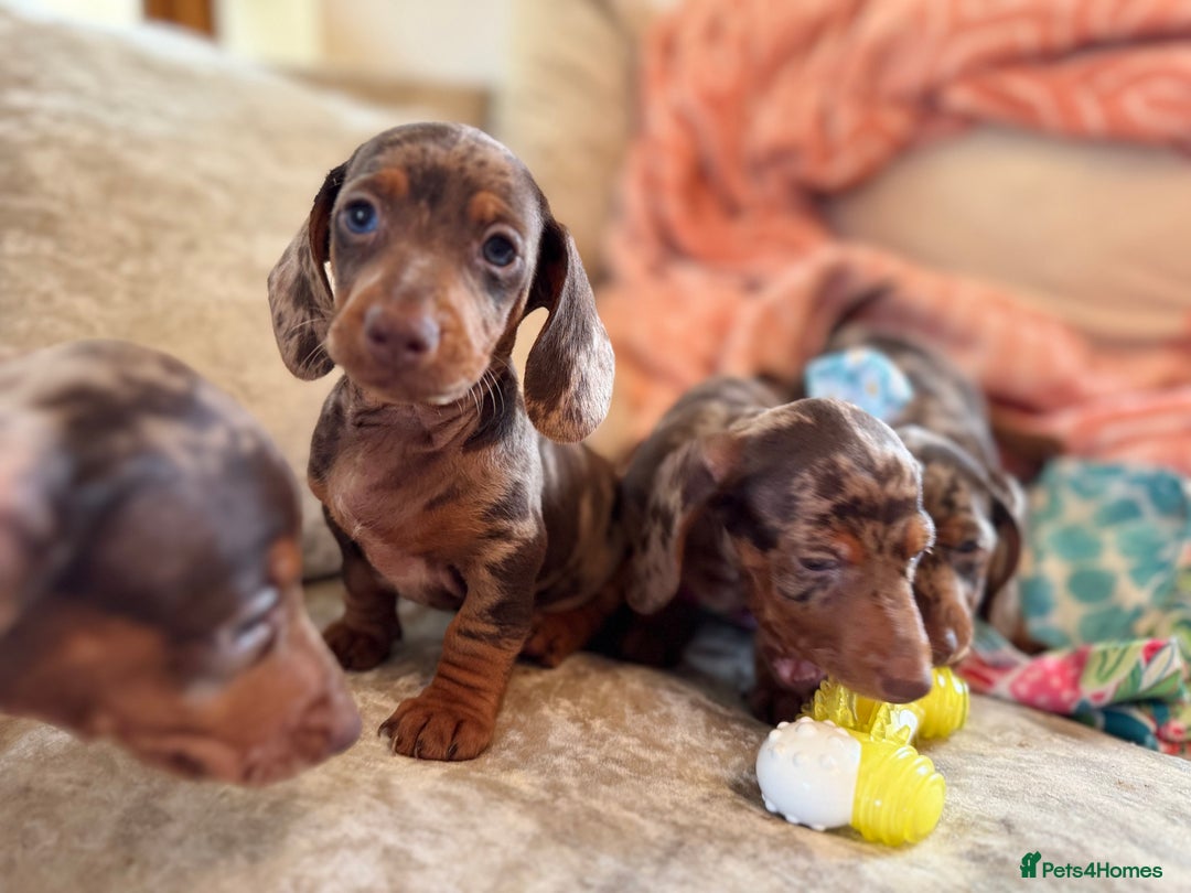 Miniature Dachshund dogs for sale: ❤️🐾💫 Outstanding Miniature Dachshunds 🐾❤️💫 - Image 36