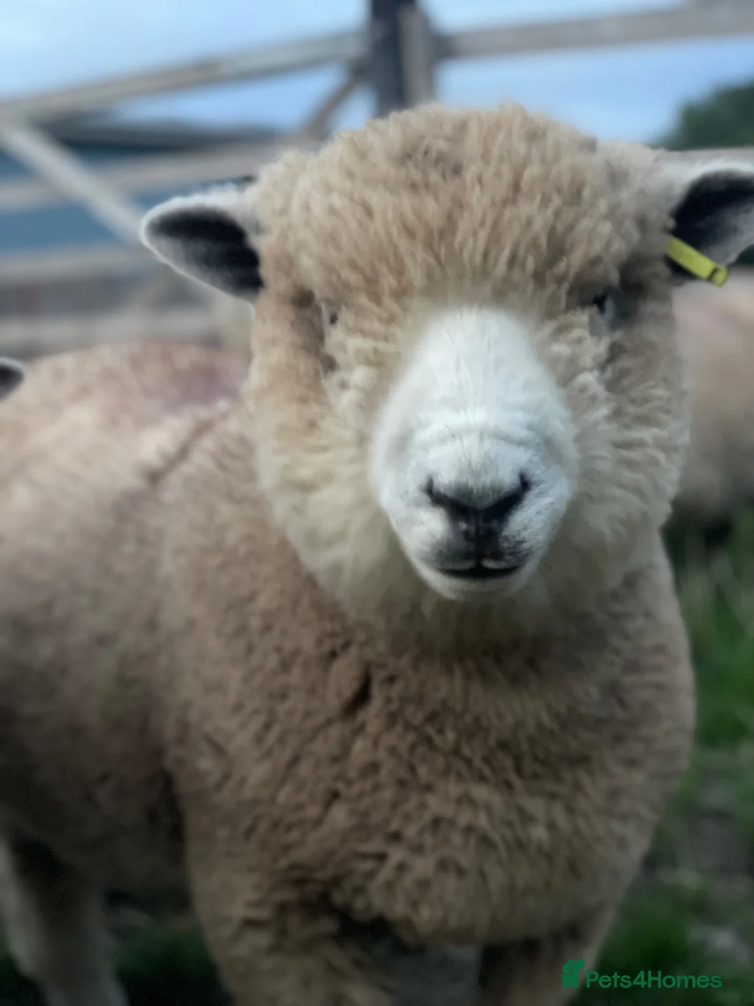 Sheep livestock for sale: Pedigree ryeland ram lambs in Hereford - Advert 2