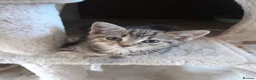 Mixed Breed cats for sale: Tabby and tortie kittens - Advert 1