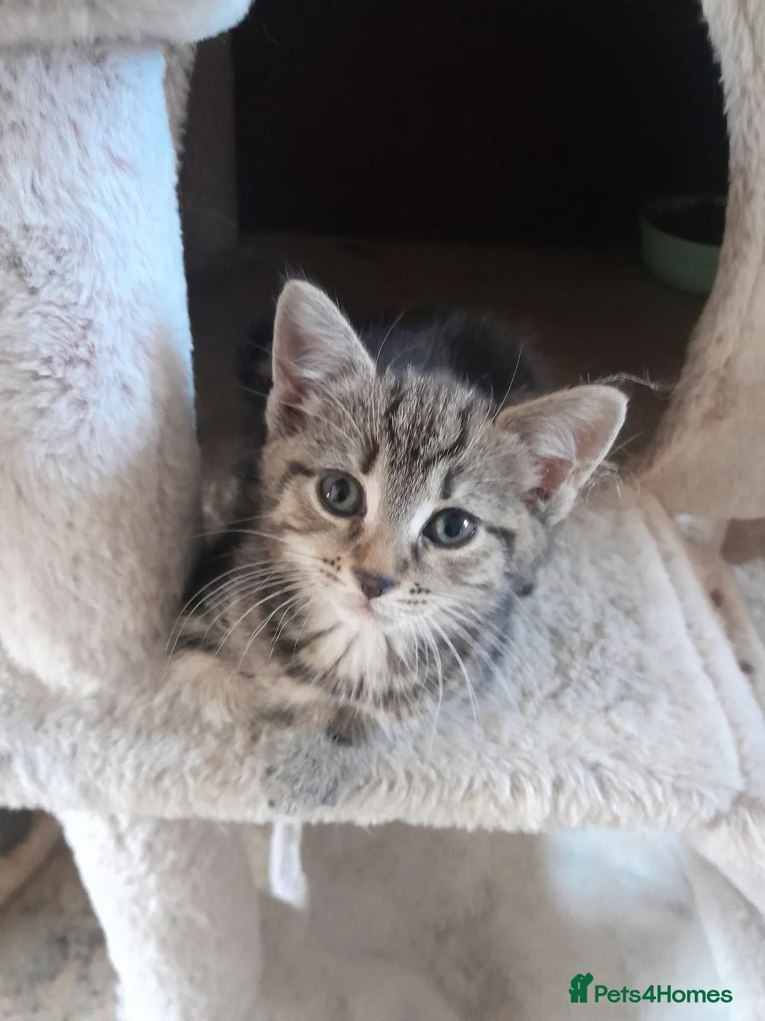 Mixed Breed cats for sale: Tabby and tortie kittens - Advert 1