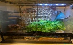 Gecko reptiles for sale: Crested gecko  - Image 1