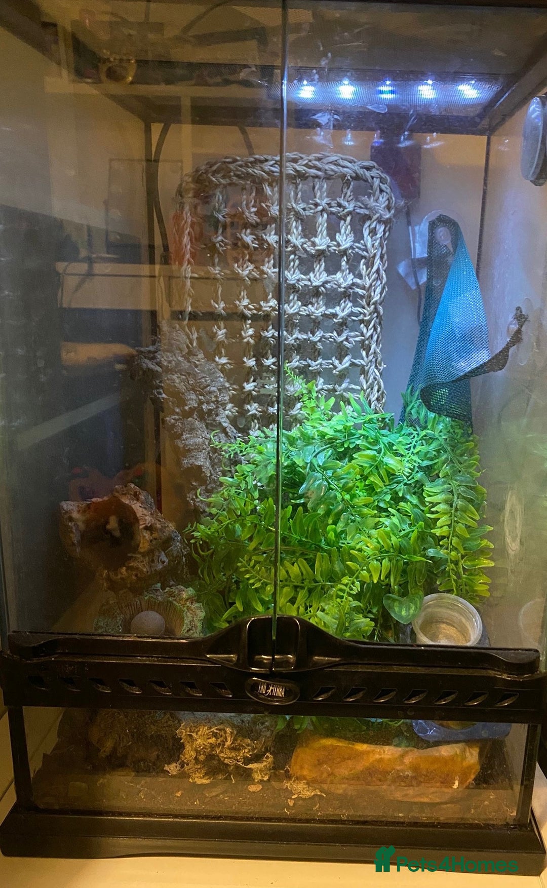 Gecko reptiles for sale: Crested gecko  - Image 1