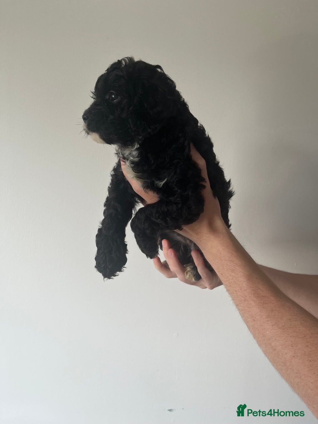 Cavapoo dogs for sale: Cavapoo puppy’s❗️LAST GIRL❗️ - Image 4