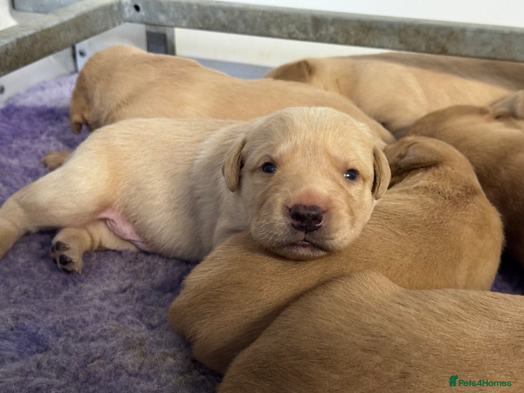 Labrador Retriever dogs for sale: Amazing KC Labradors fully health tested parents  - Advert 15