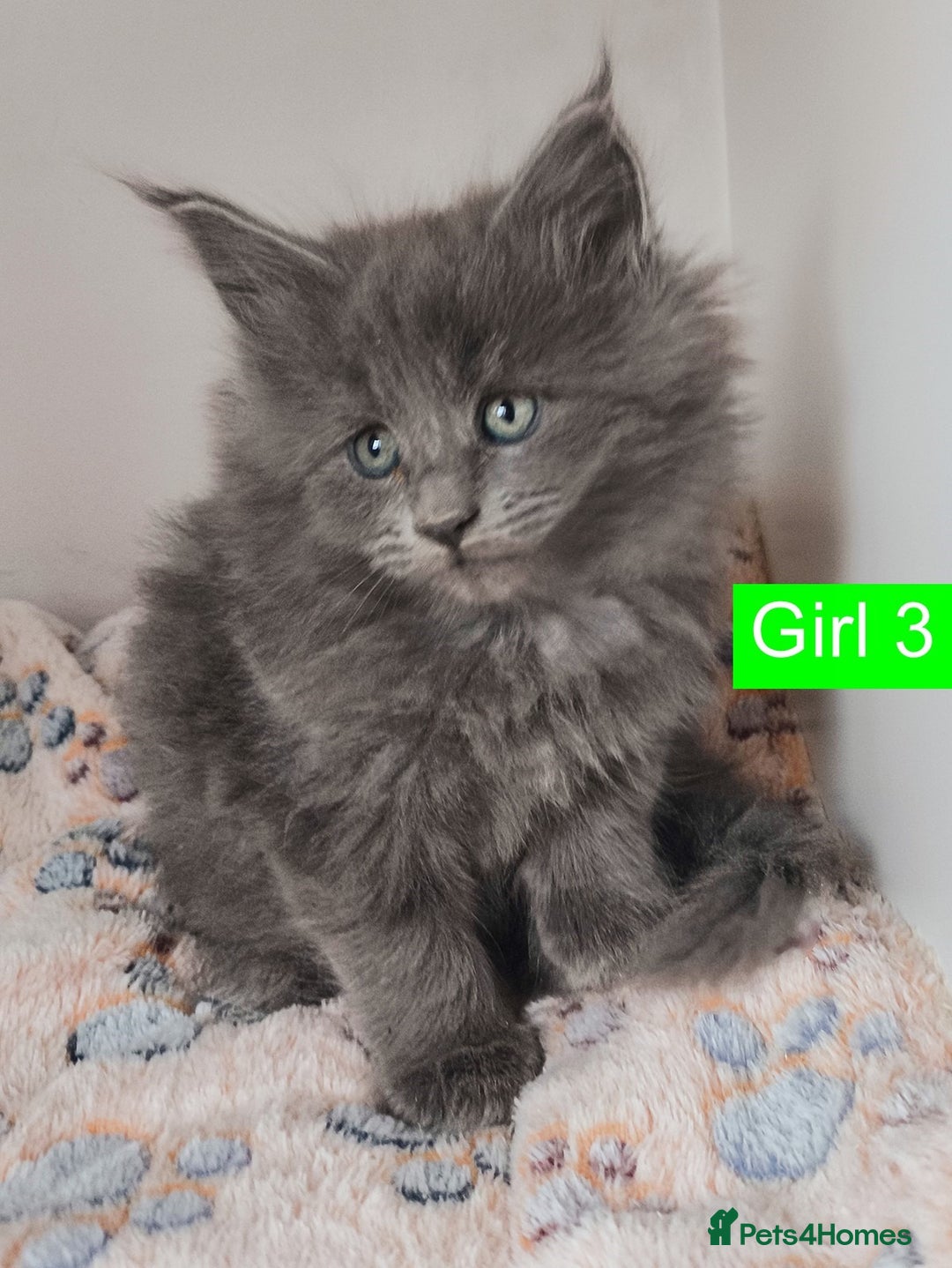 Maine Coon cats for sale: Blue Maine coon kittens + DNA health tested  - Advert 37