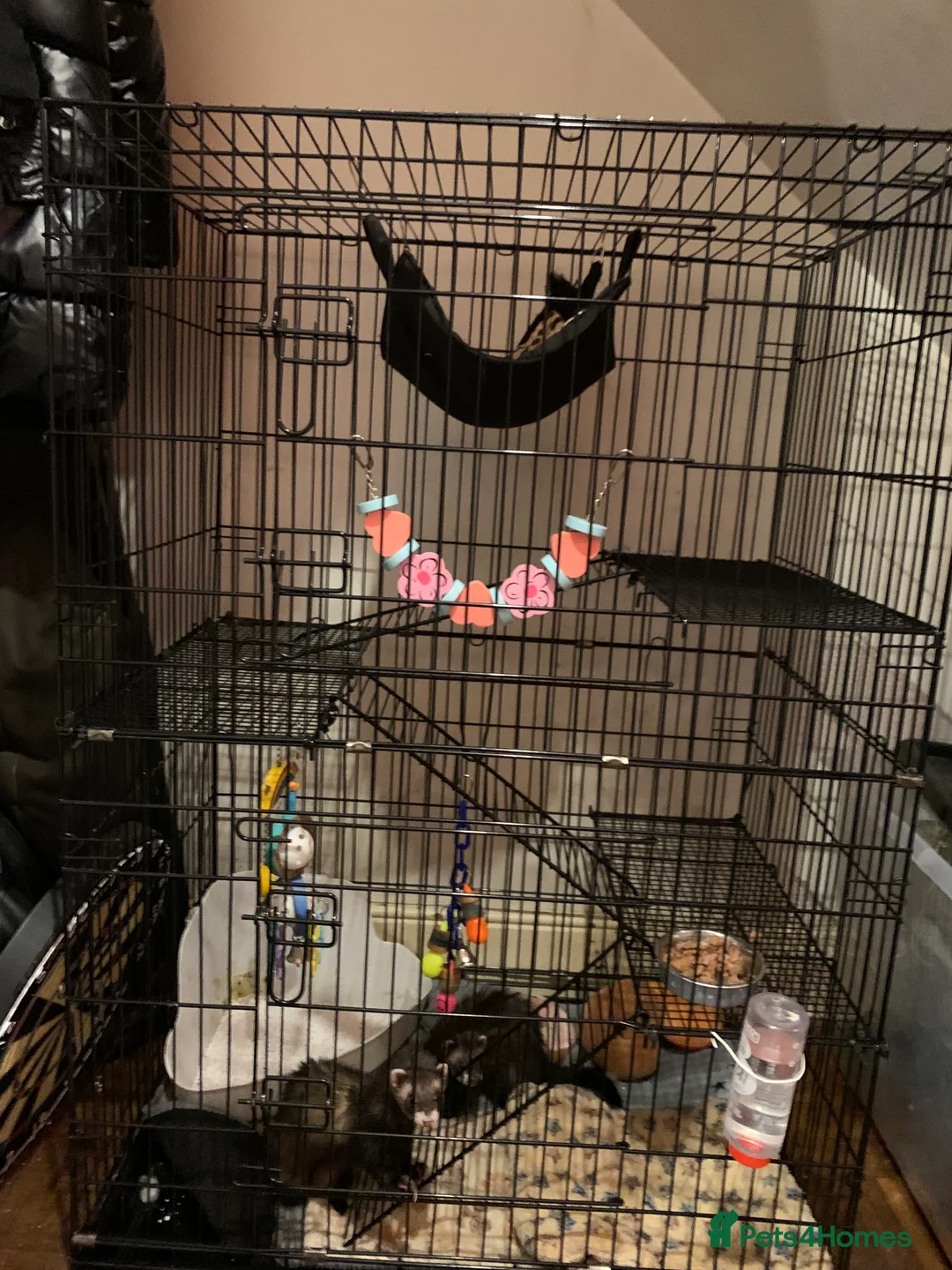 Ferret rodents for sale: 2 female ferrets Narla and Moon for rehoming  - Advert 7