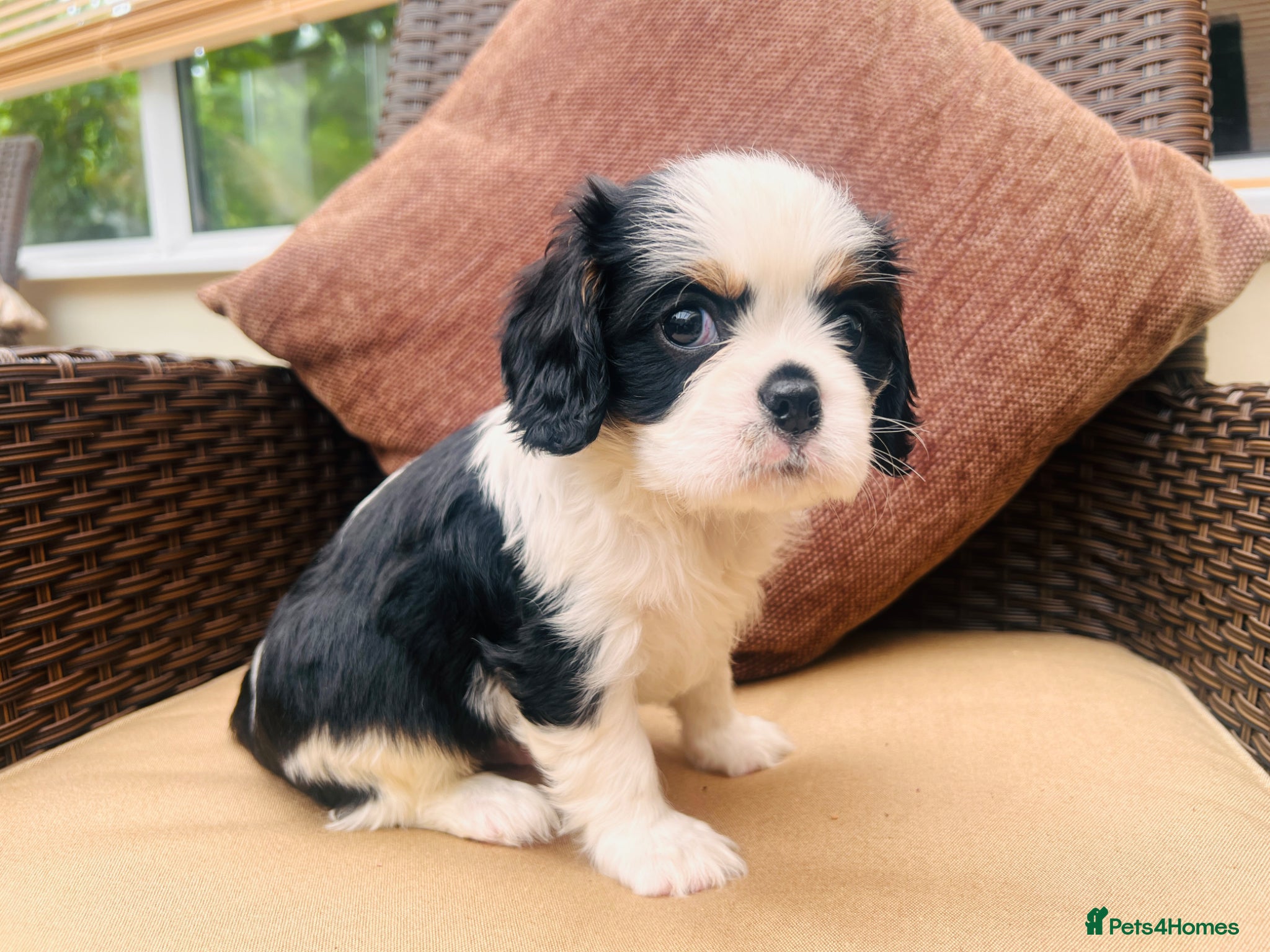 Cavalier King Charles Spaniel dogs KC REG LITTER OF 4 DNA CLEAR 🐶 🤩 PUPPIES  - Advert 1