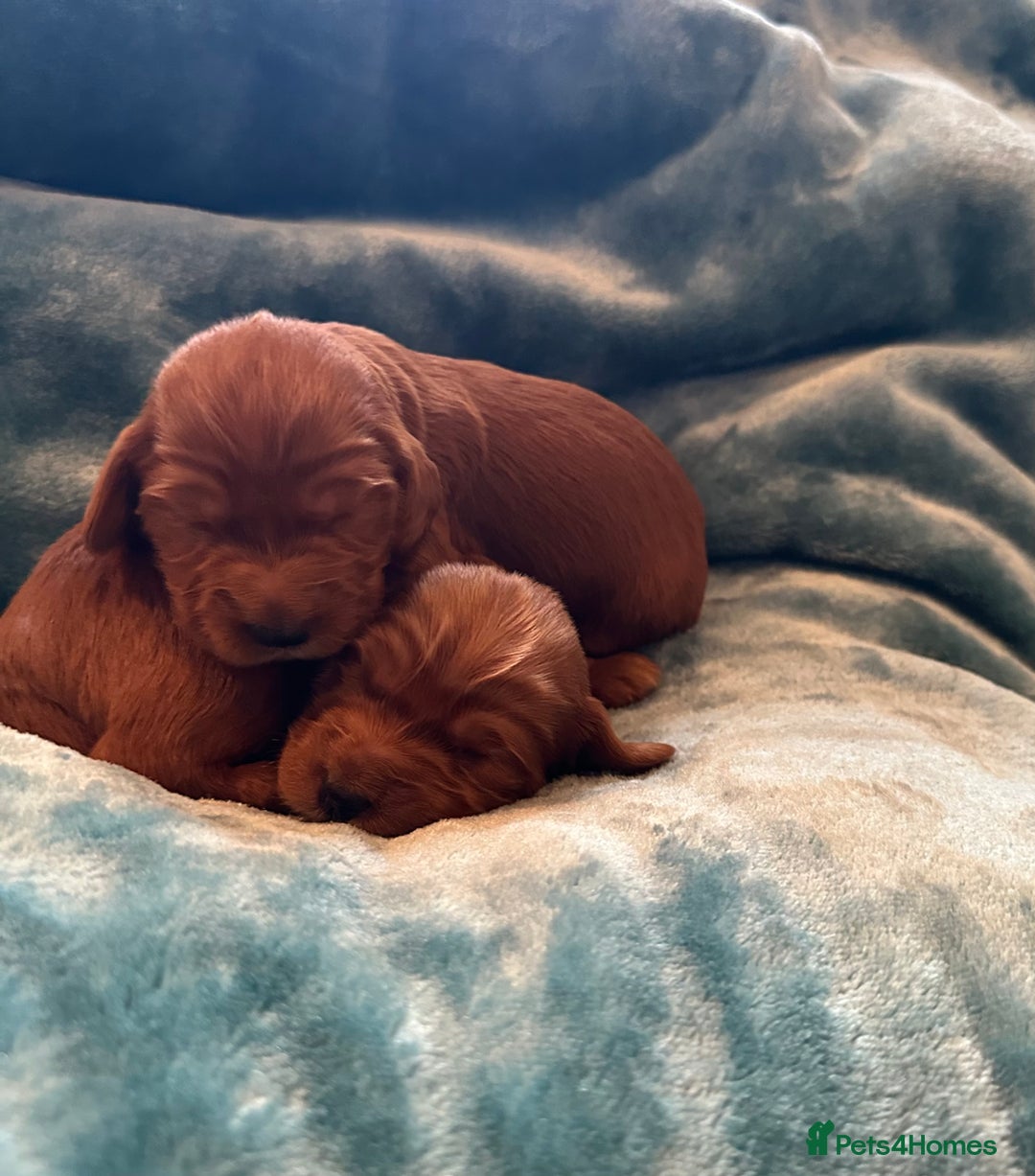 Mixed Breed dogs for sale: Australian Labradoodle puppies - Image 3