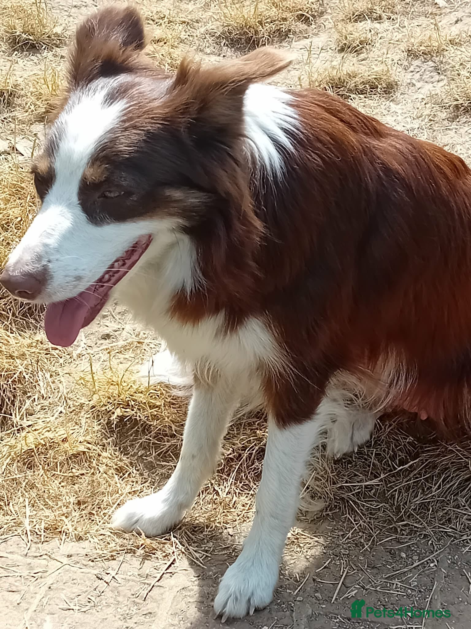 Border Collie dogs Bevy of Beautiful Border Collies - Advert 1