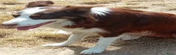 Border Collie dogs for sale: Bevy of Beautiful Border Collies in Worthing - Advert 1