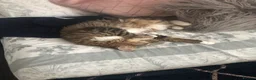 Mixed Breed cats for sale: 4 cats need rehoming due to house move  in Liverpool - Advert 8