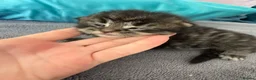 Mixed Breed cats for sale: Ragdoll cross Maine Coon kittens  - Advert 10
