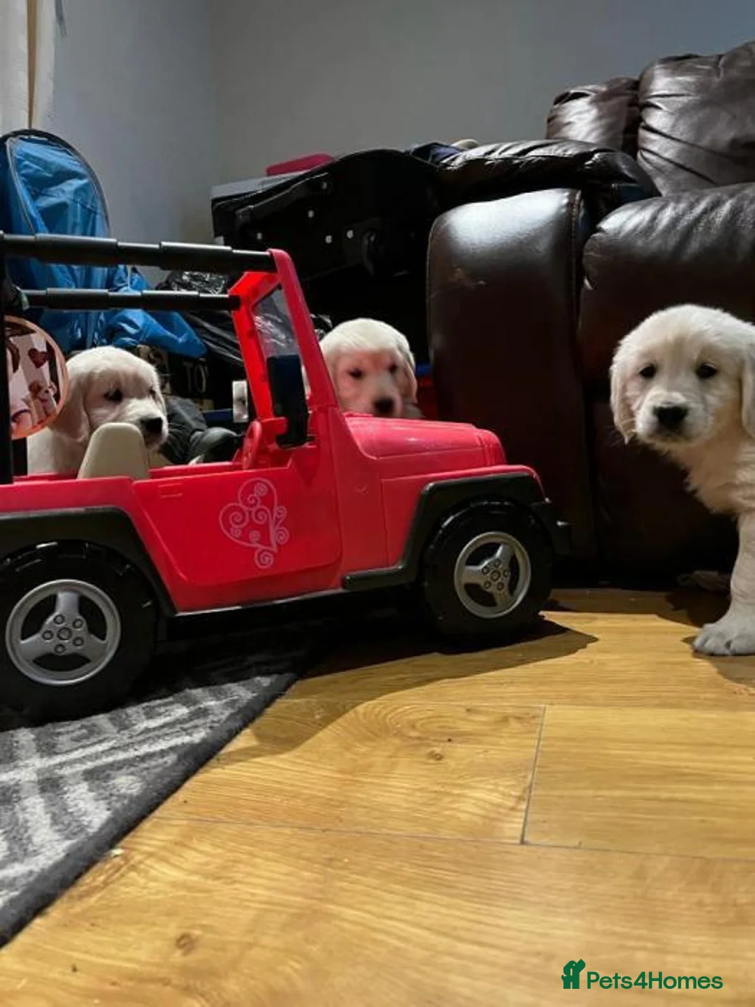 Golden Retriever dogs for sale: CHUNKY GOLDEN RETRIEVER PUPPIES £1495 - Advert 4