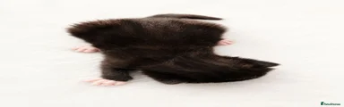 British Shorthair 3
