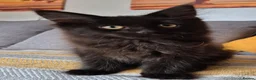 Maine Coon cats for sale: Maine coon kittens  - Advert 25