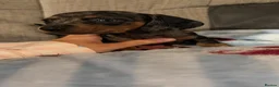 Miniature Dachshund dogs for sale: 8 beautiful miniature dachshunds - Advert 2