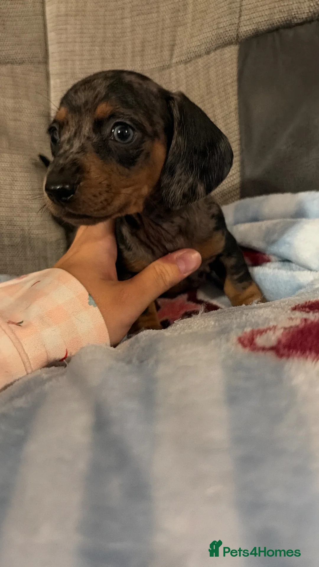 Miniature Dachshund dogs for sale: 8 beautiful miniature dachshunds - Advert 2