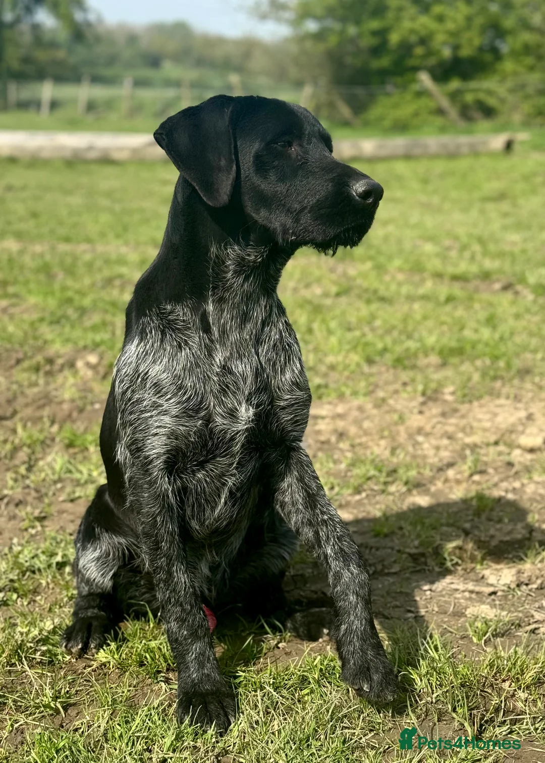 German Wirehaired Pointer dogs for stud: Black ticked GWP standing at Stud in Harrogate - Advert 5