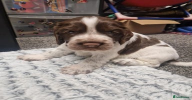 Sprocker dogs Sprocker spaniels for sale - Advert 12