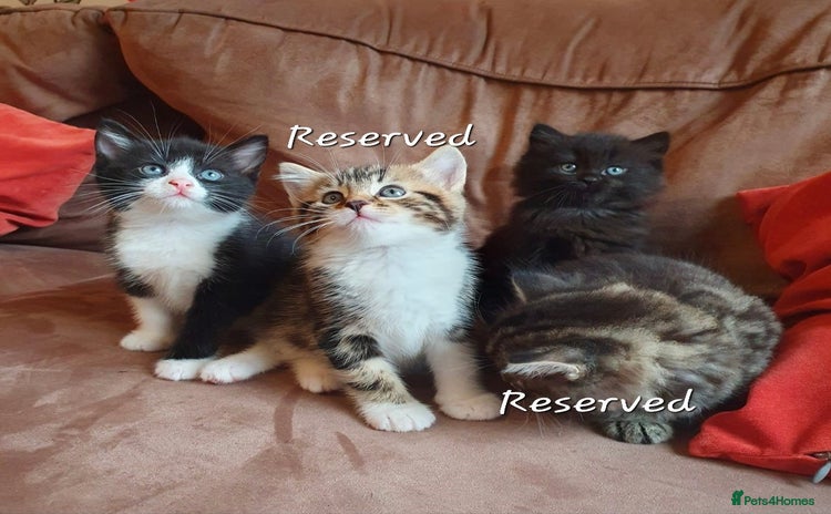 Turkish Angora cats - Advert 7
