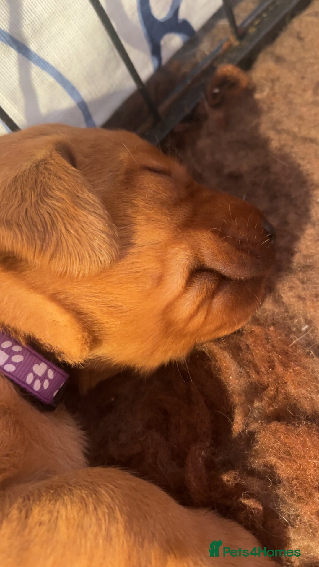 Labrador Retriever dogs for sale: Extensively Health tested Red fox Labradors 🧡 - Advert 26