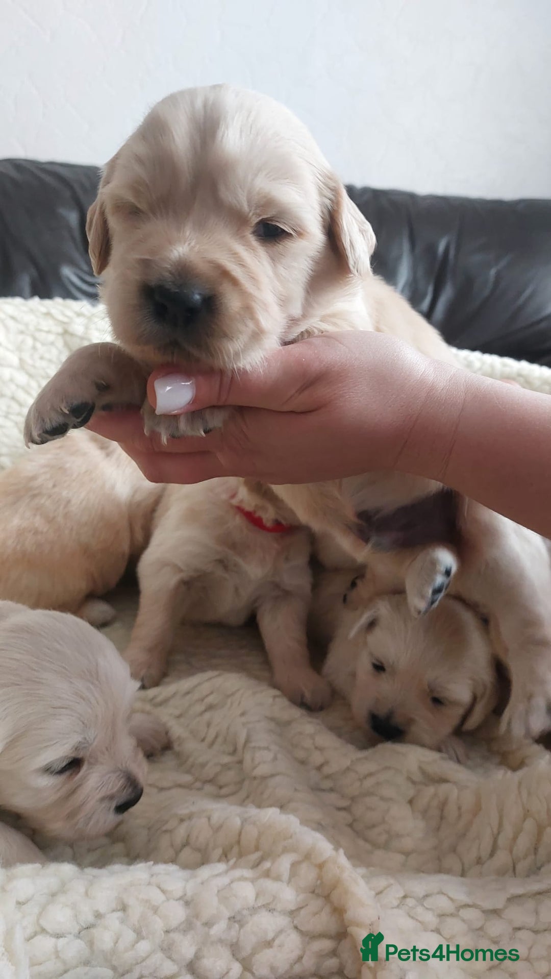 Golden Retriever dogs for sale: 💚Light green collar- female  - 1 boy and 3 girls available  - Image 4