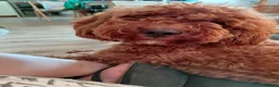 Cavapoo dogs for stud: F1 Toy cavapoo stud-extensively health tested - Advert 3