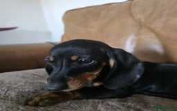 Miniature Dachshund dogs for sale: Mini dachshund boy and girl  - Image 8