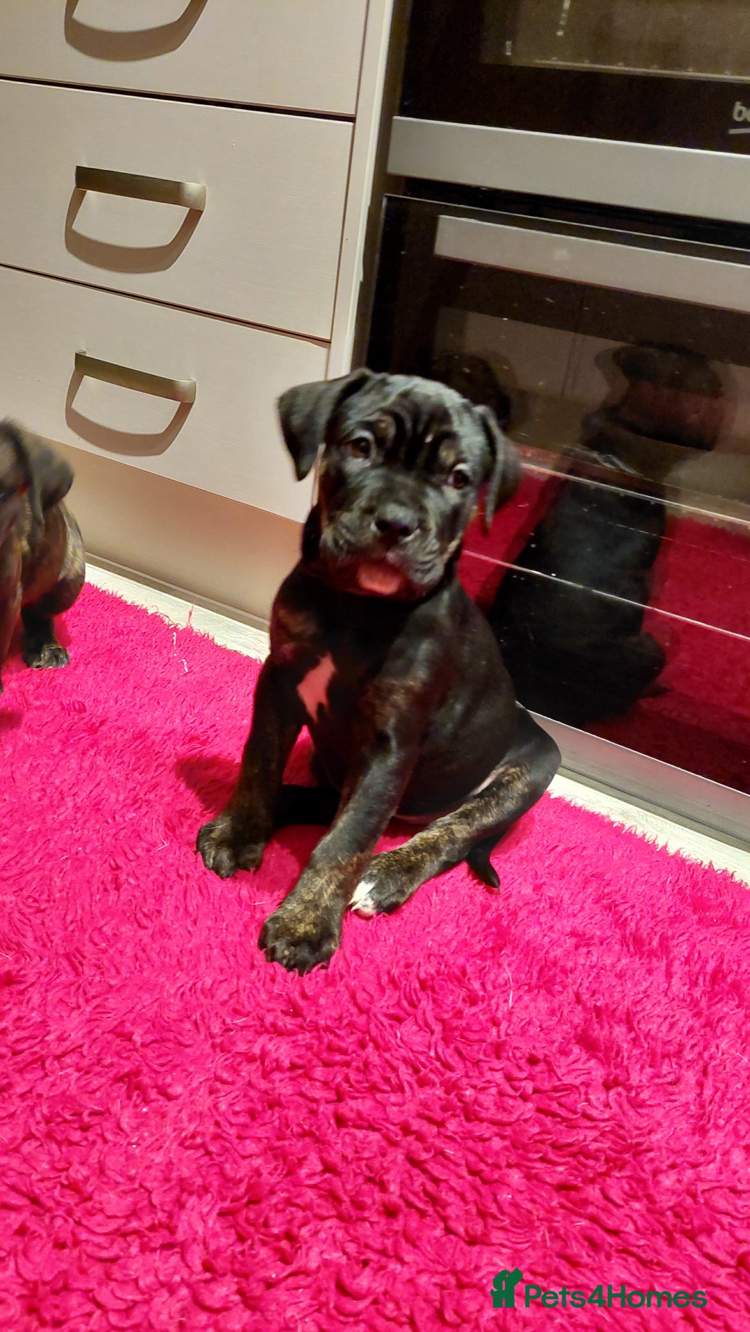 Mixed Breed dogs for sale: Cane Corso cross American bulldog puppy - Advert 11
