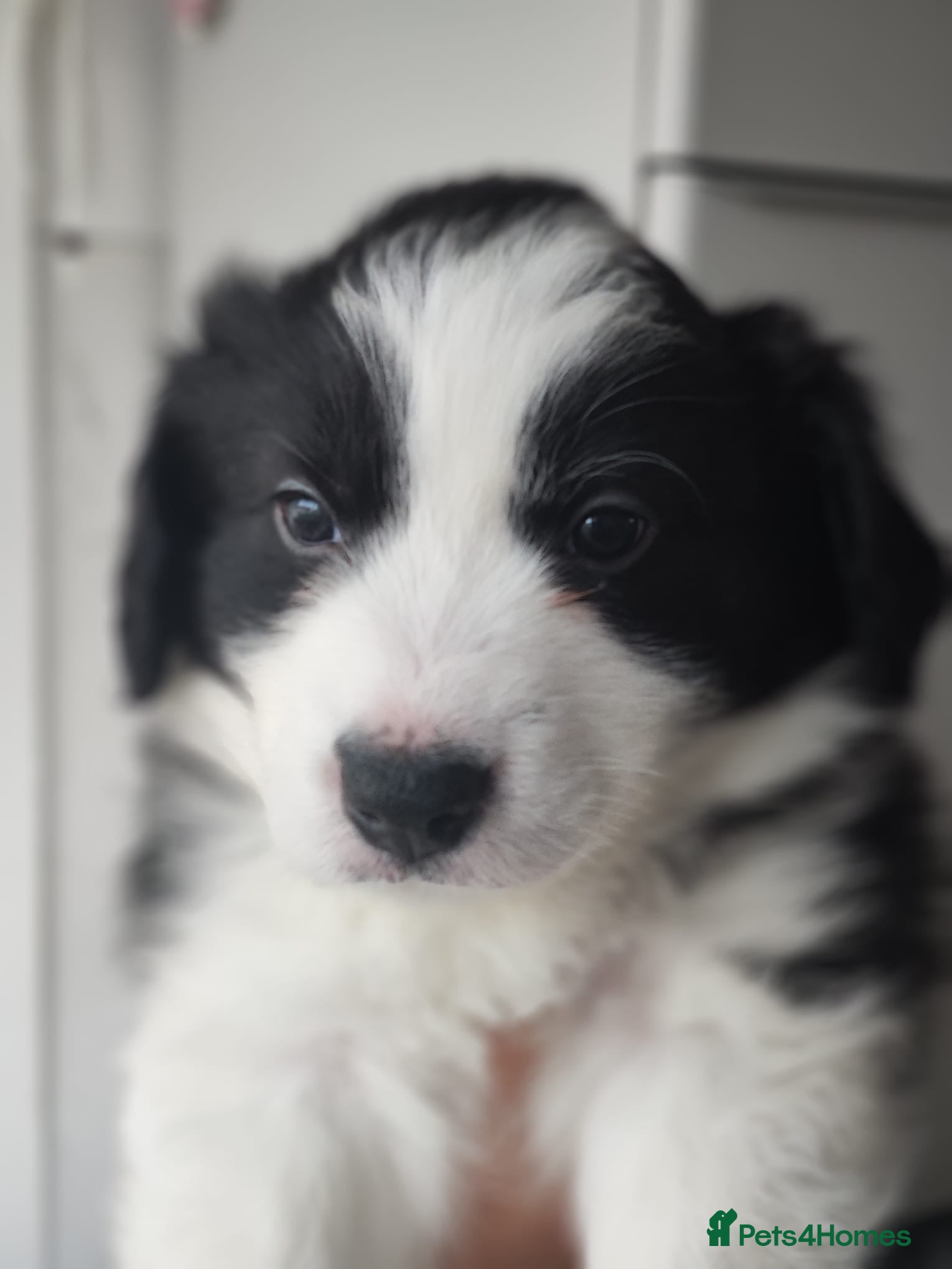 Border Collie dogs International champion show line, only 2 left - Advert 6