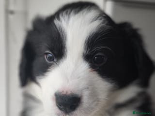 Border Collie dogs International champion show line, only 2 left - Advert 2