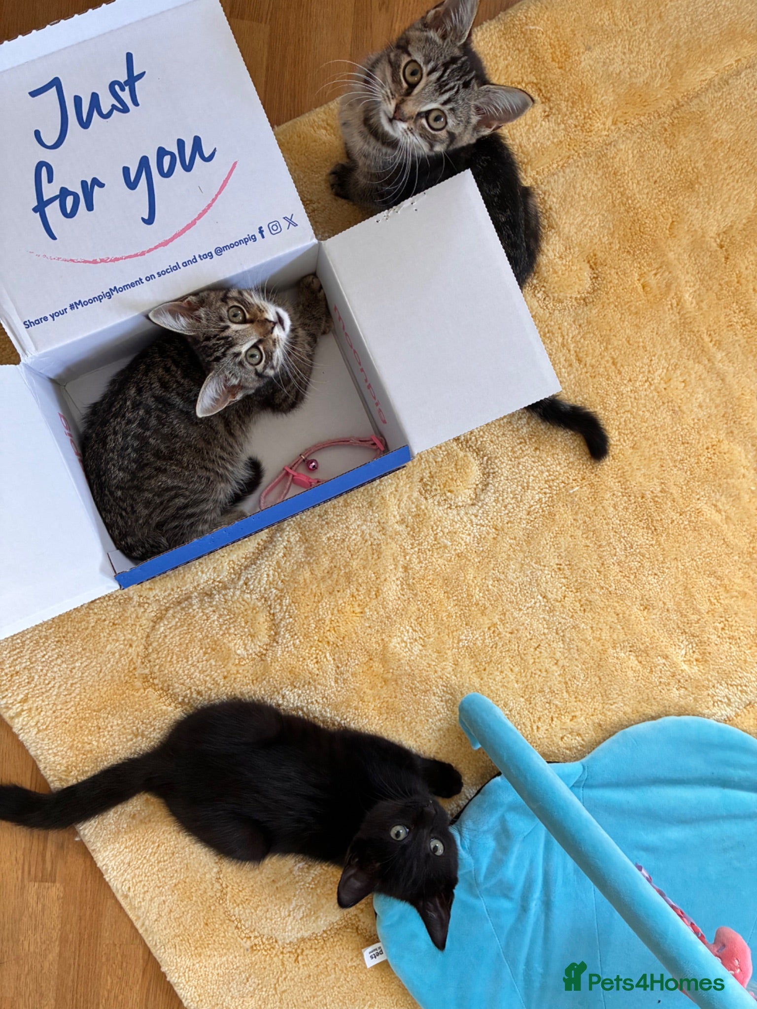 Mixed Breed cats Beautiful Kittens for sale - Advert 19