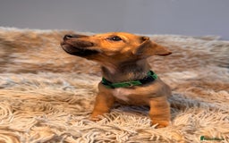 Jack Russell dogs for sale: Much Wenlock Mix Miniature Jack Russell Puppies - Image 4