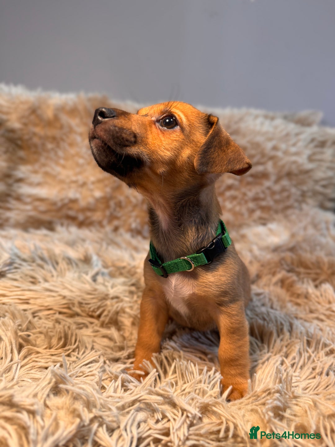 Jack Russell dogs for sale: Much Wenlock Mix Miniature Jack Russell Puppies - Image 4