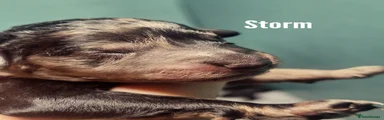 Storm