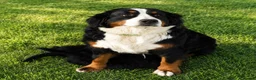 Bernedoodle dogs for sale: AMAZING BERNEDOODLE PUPPIES - Advert 5