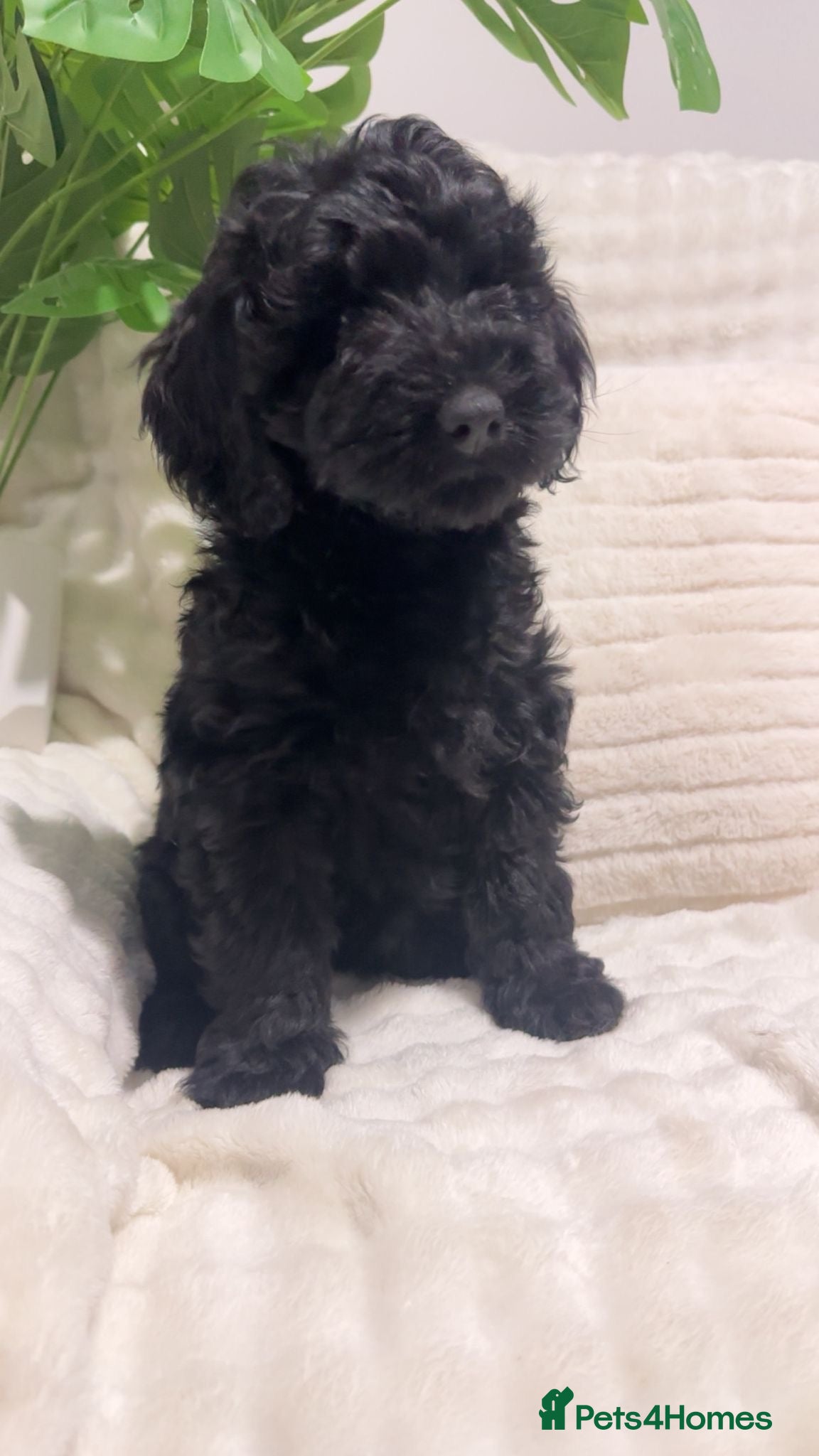 Australian Labradoodle dogs Australian Labradoodles ready now vaccinated  - Advert 6
