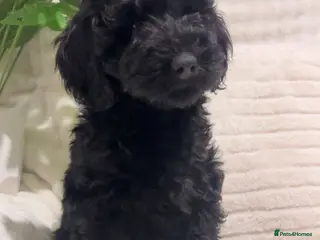 Australian Labradoodle dogs Australian Labradoodles ready now vaccinated - Advert 6