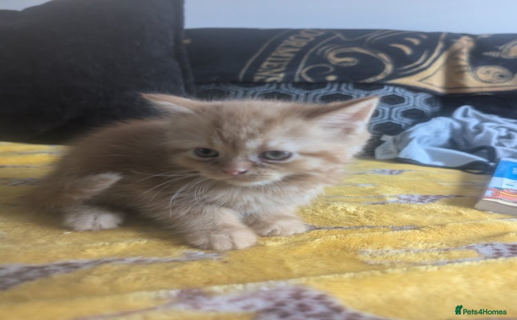Mixed Breed cats - Advert 1