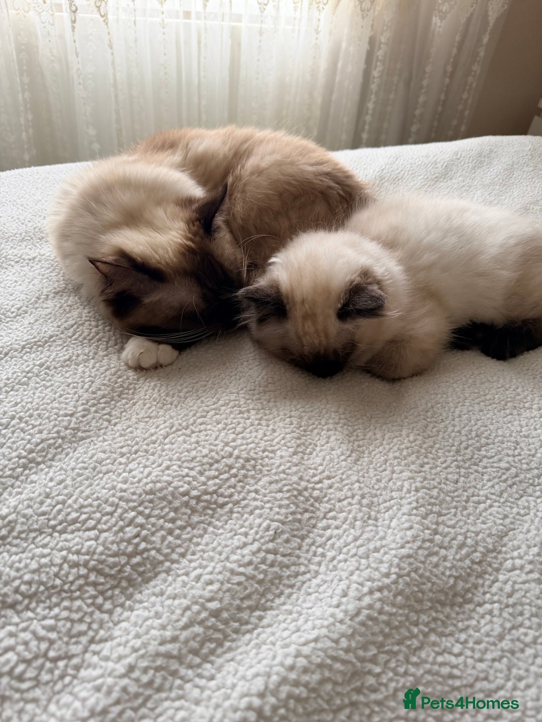 Ragdoll cats for sale: Seal point ragdoll - Advert 3