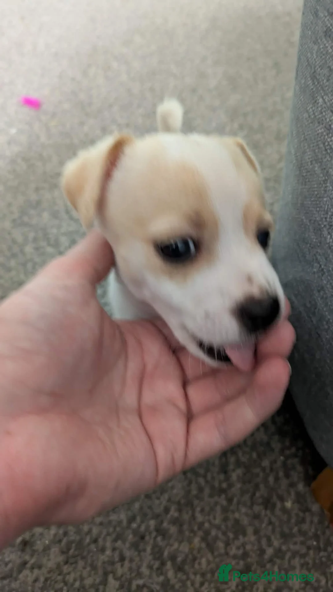 Jack Russell dogs for sale: Jack russel puppy - Advert 3