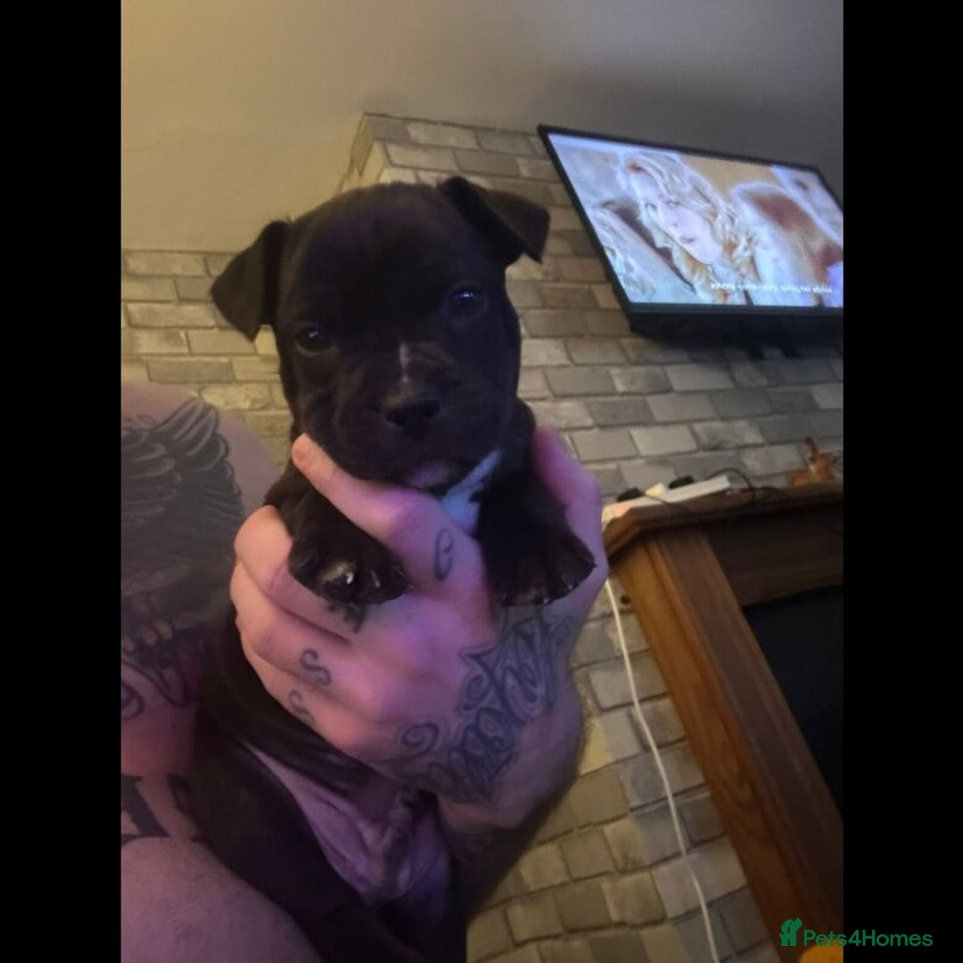 Staffordshire Bull Terrier dogs for sale: Outstanding  %100 Health Tested Staffy Puppies - Advert 26