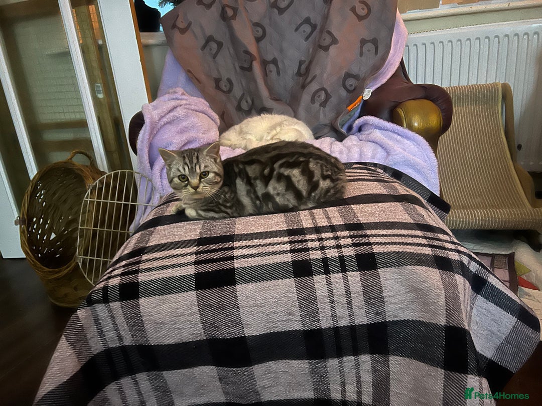 British Shorthair cats for sale: Silver British shorthair kittens  - Advert 6