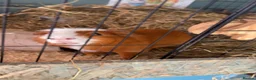 Guinea Pig rodents for sale: Intact Boars (not neutered) in Manchester - Advert 1