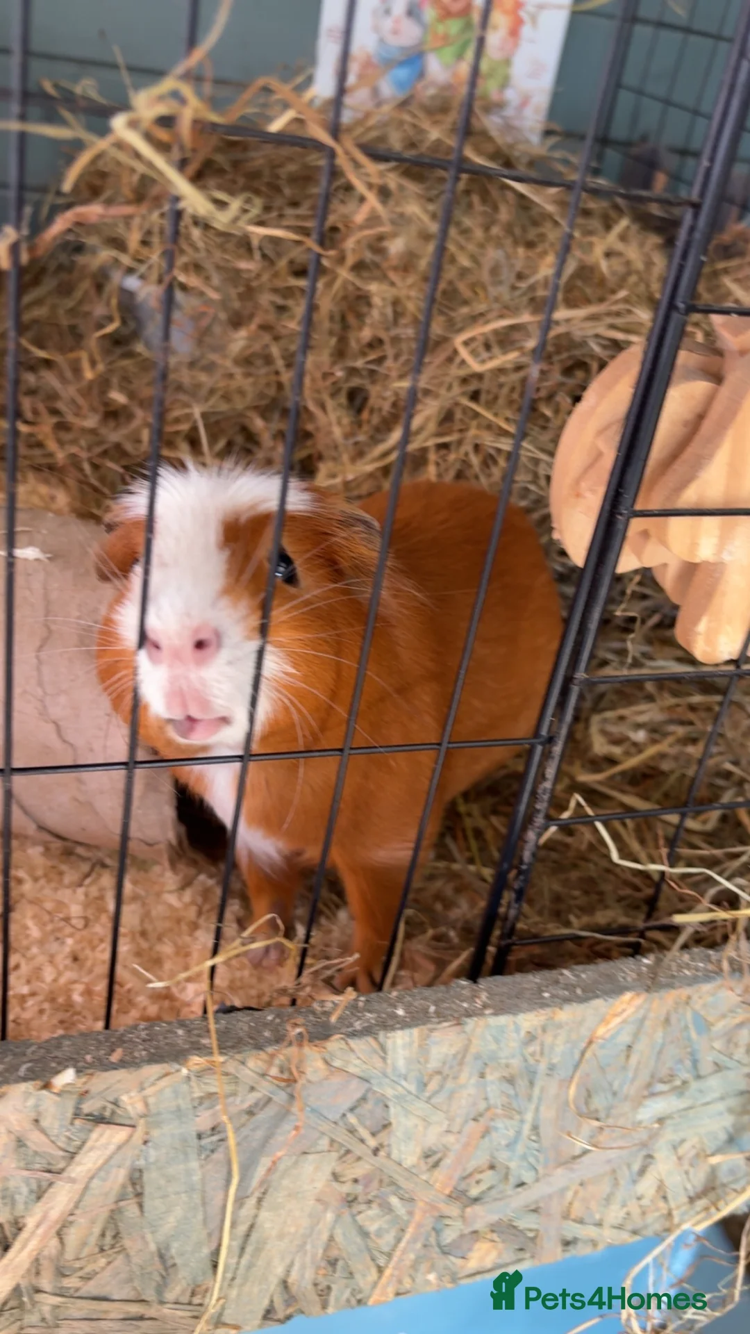 Guinea Pig rodents for sale: Intact Boars (not neutered) in Manchester - Advert 1