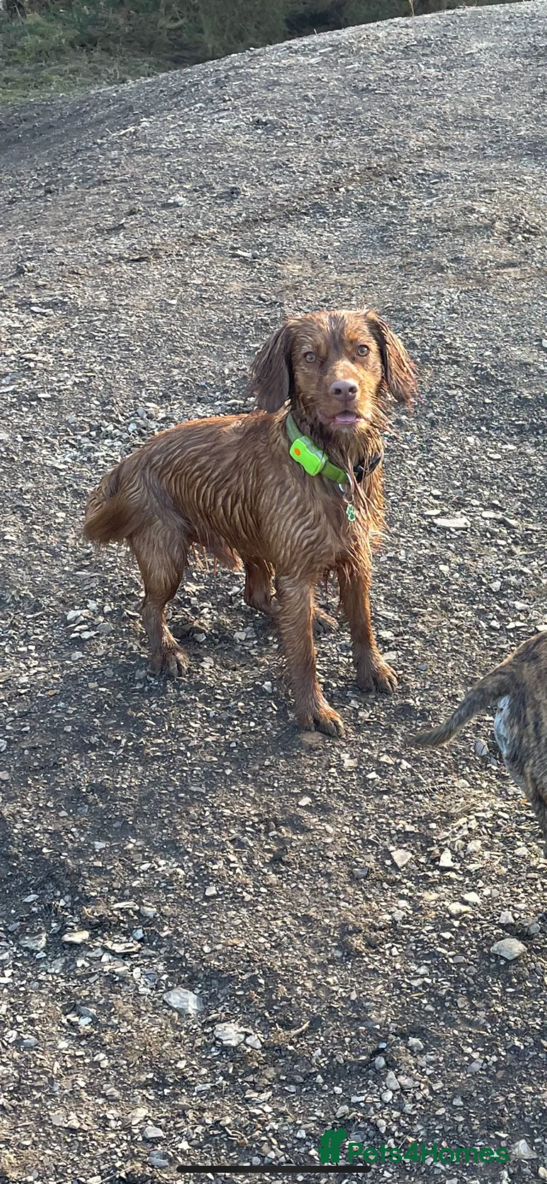 Cocker Spaniel dogs for stud: Health Tested Red Cocker Spaniel Stud  in Middlesbrough - Advert 3