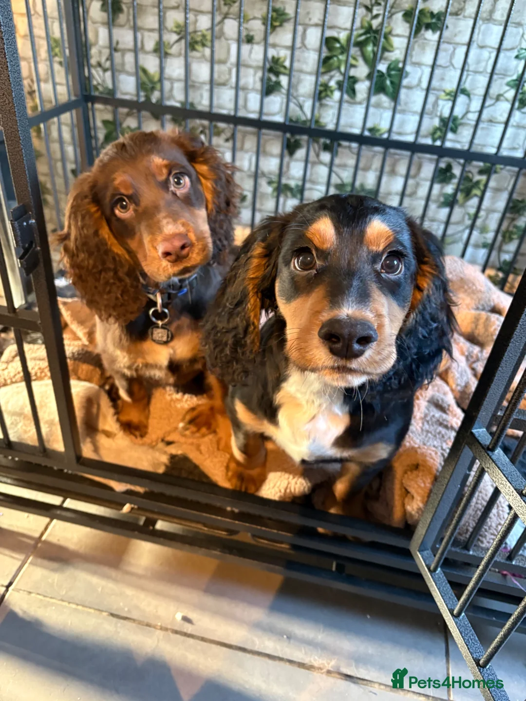 Cocker Spaniel dogs for sale: Stunning WCS needing home  - Advert 1