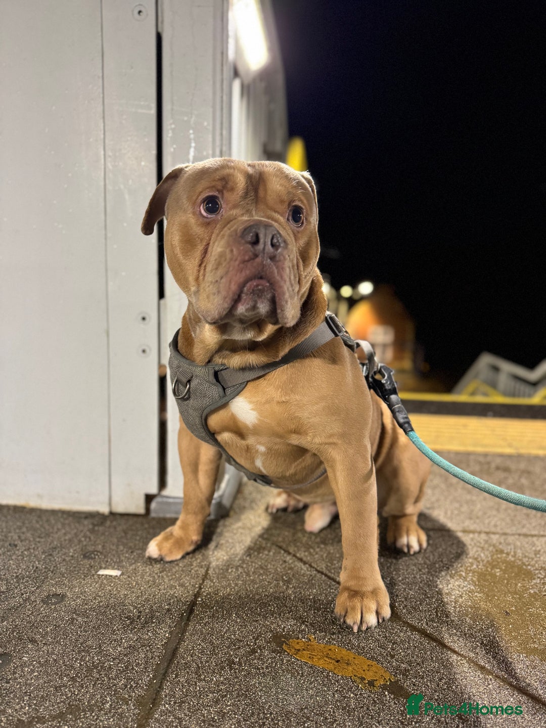 Old Tyme Bulldog dogs for sale: 2 year old old tyme Bruno  - Image 3