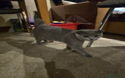 British Shorthair cats for sale: British ShortHair with Scottish Fold  - Image 2