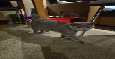 British Shorthair cats - Advert 14